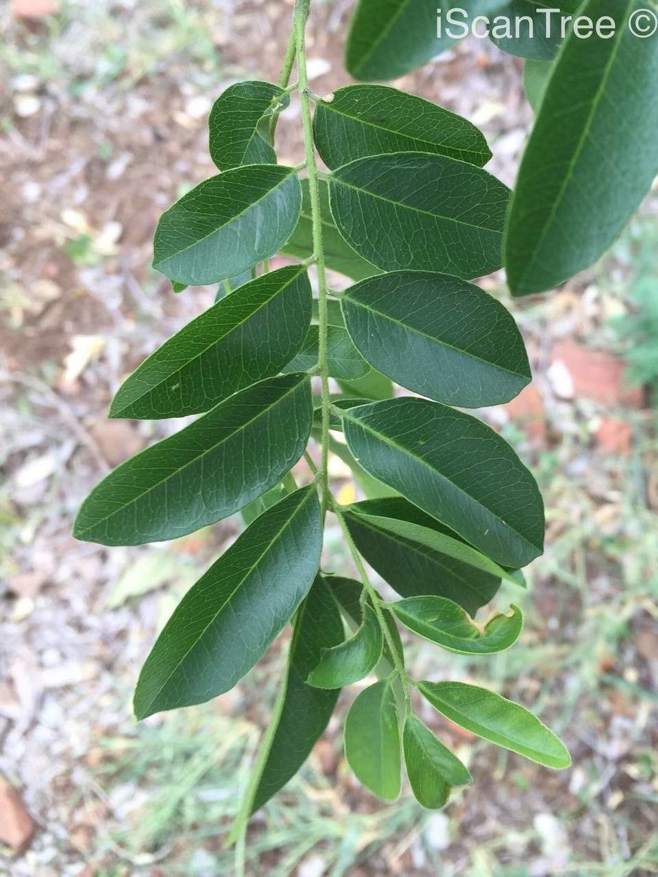 Xanthocercis zambesiaca — search result for 'southern Africa'