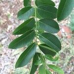 Xanthocercis zambesiaca