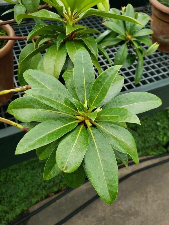 Rhododendron konori — houseplant care guide