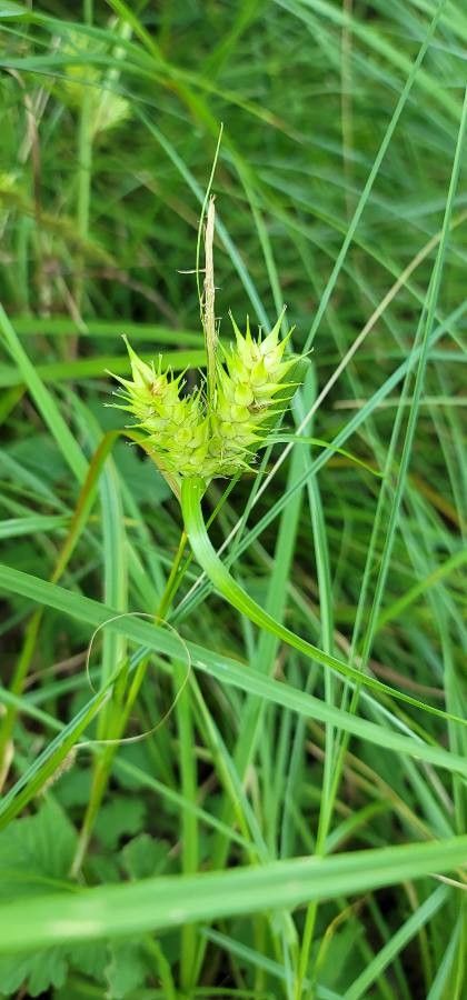 Carex lupulina flower
