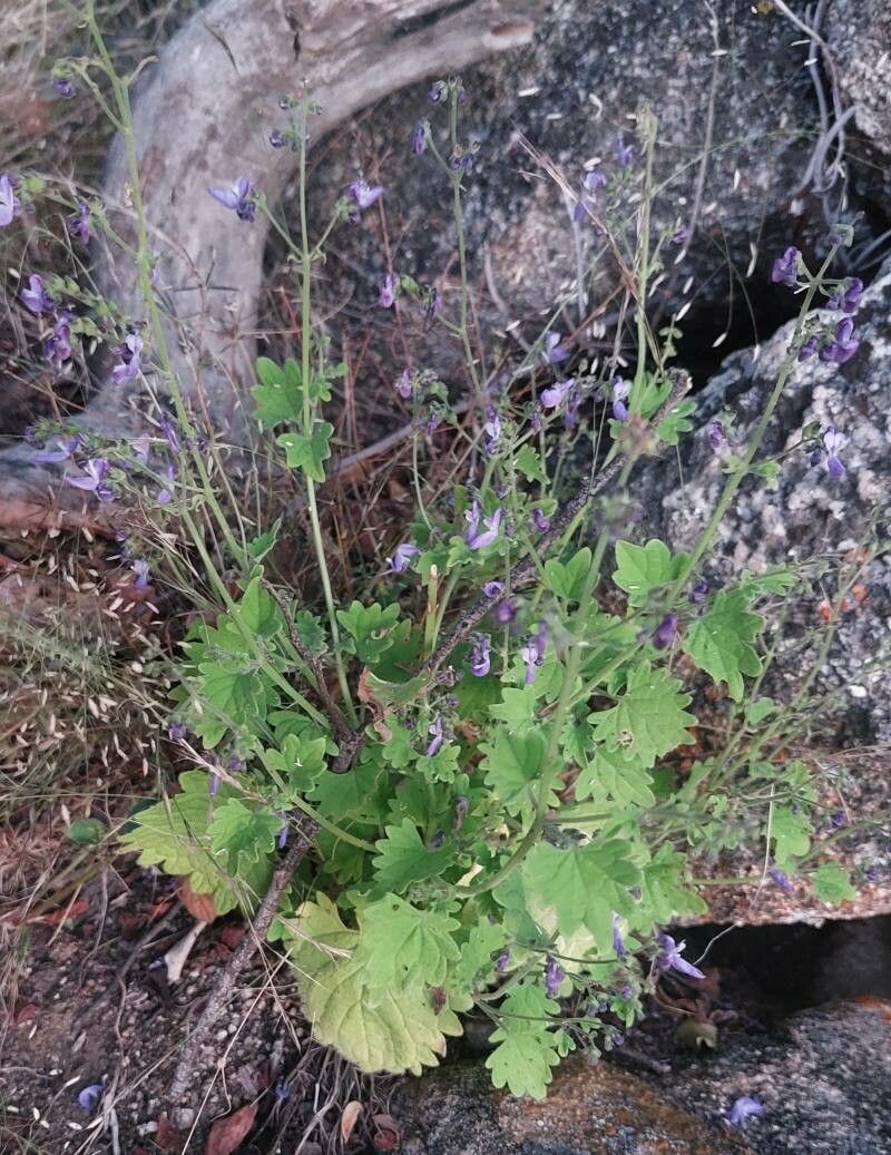 Trichostema dichotomum habit