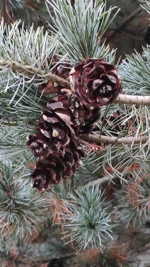 Pinus parviflora fruit