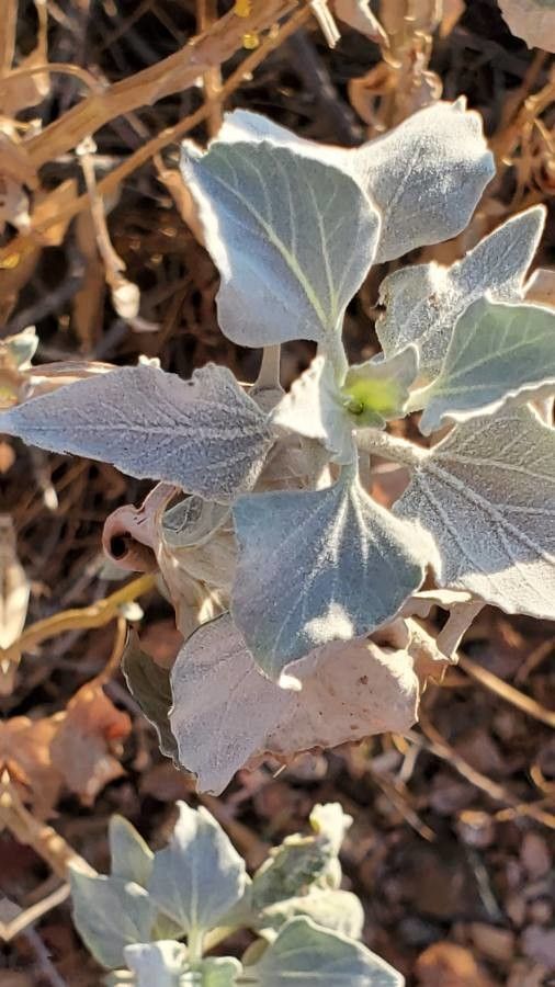 Helianthus niveus — houseplant care guide