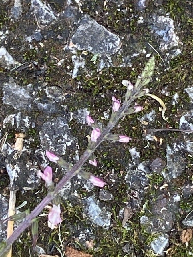 Phryma leptostachya flower