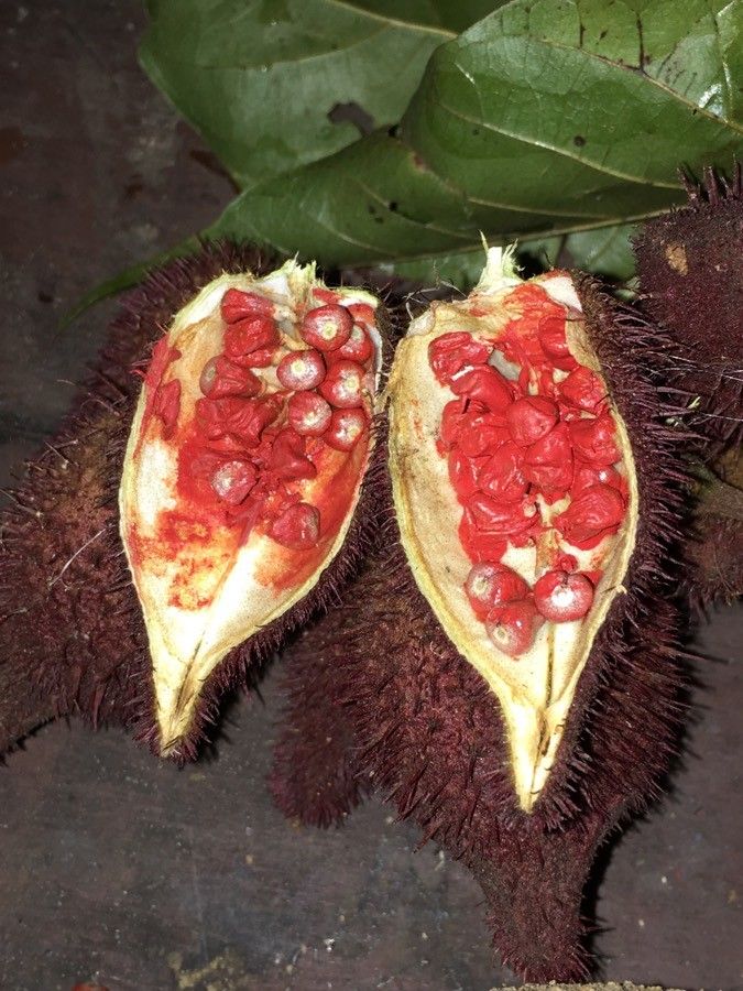 Bixa orellana fruit
