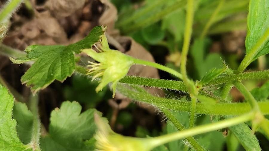 Waldsteinia ternata bark