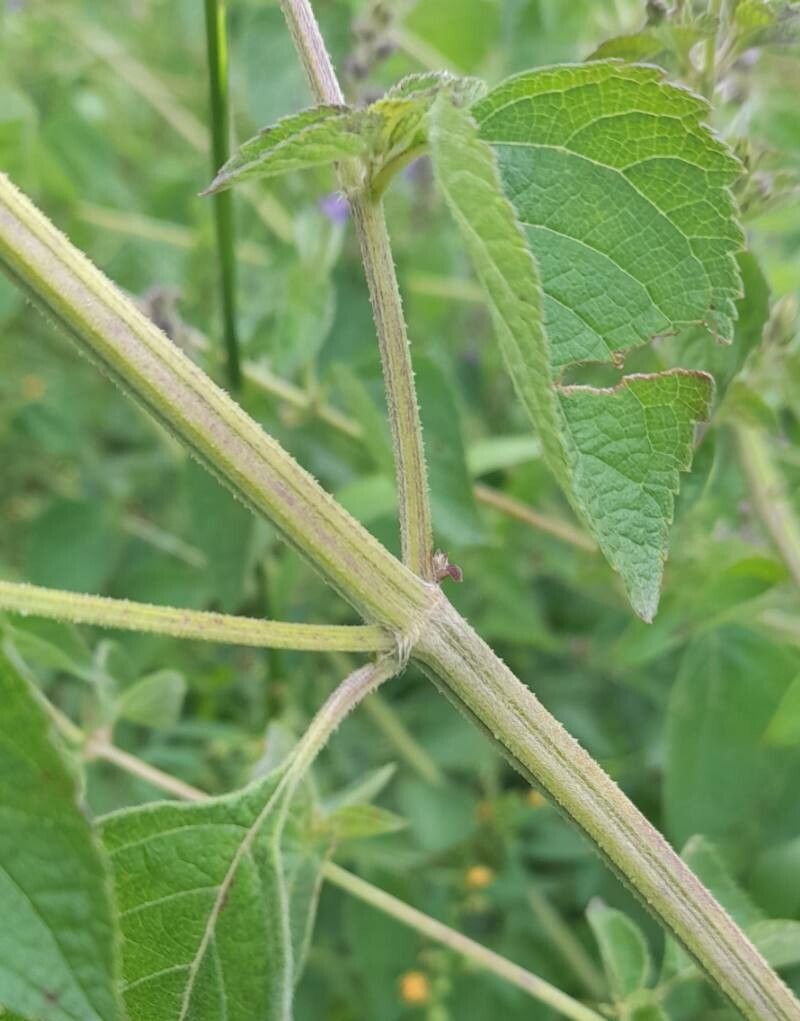 Cantinoa mutabilis bark