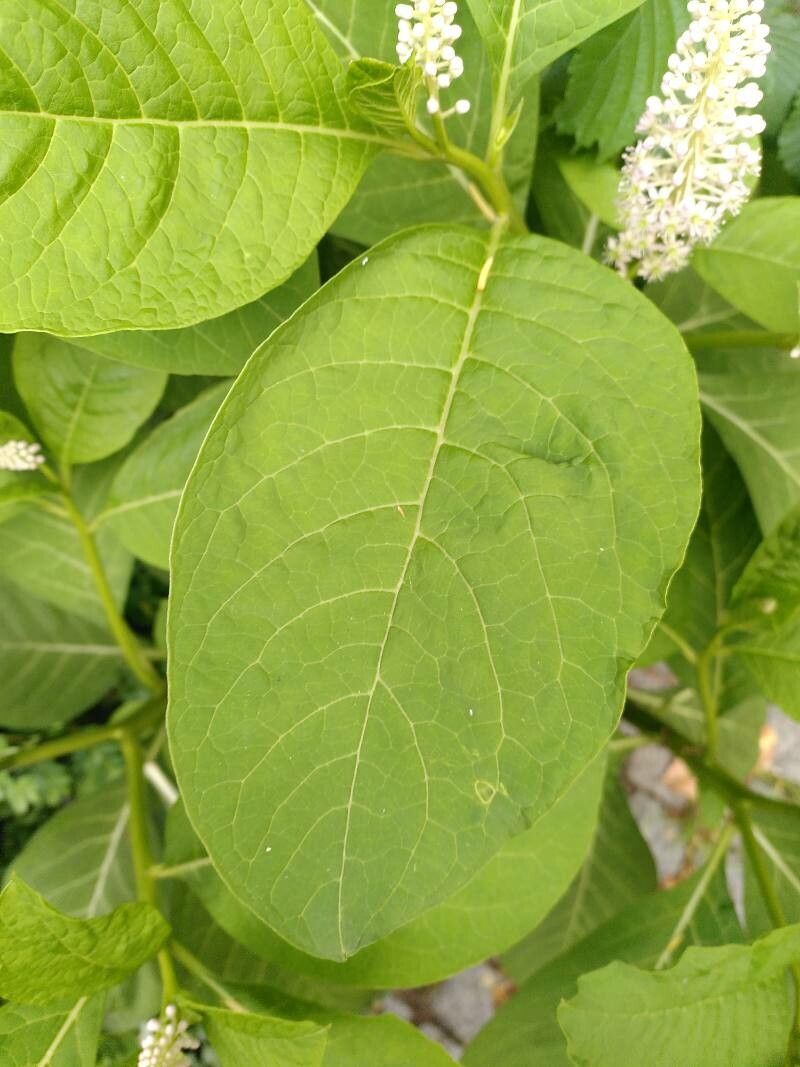 Phytolacca esculenta leaf