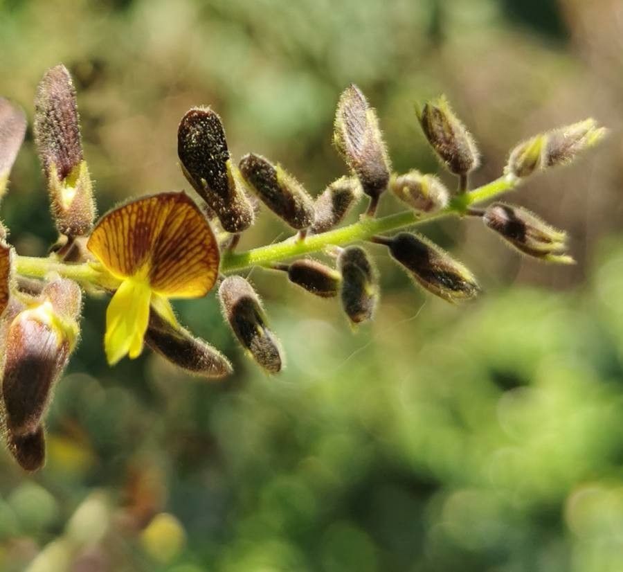 Rhynchosia precatoria flower