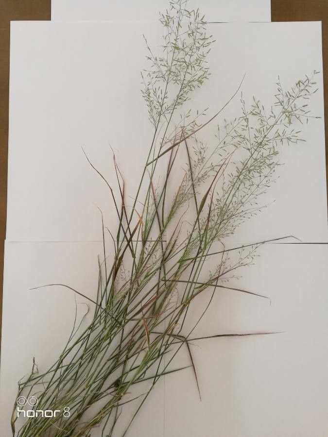 Eragrostis mexicana fruit