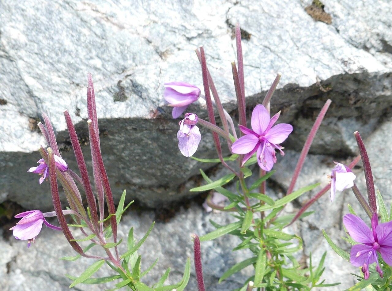 Epilobium dodonaei fruit