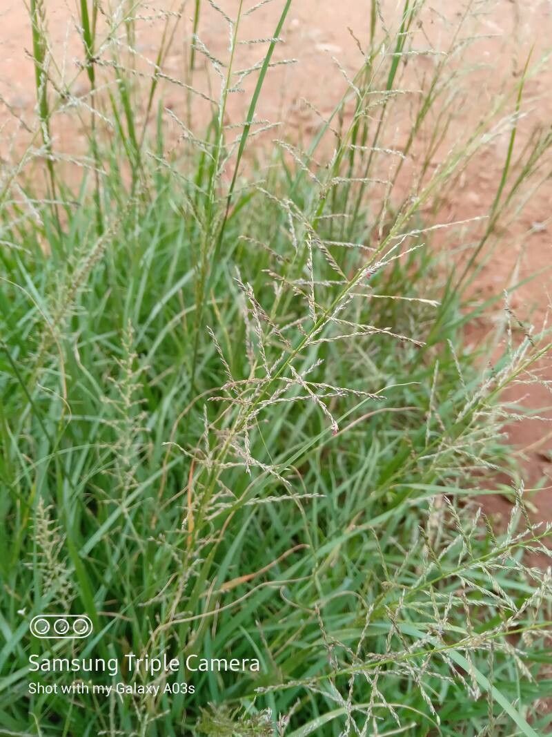 Sporobolus pyramidalis flower