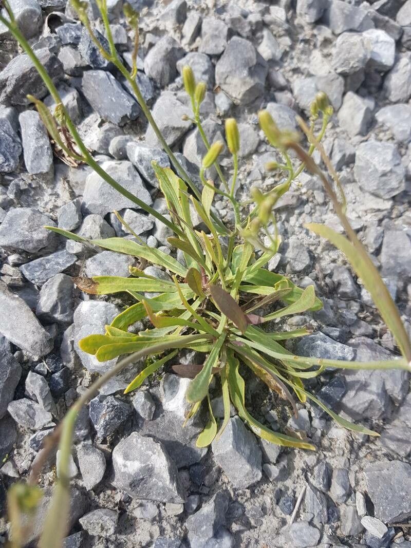 Chondrilla chondrilloides — related species from the same genus
