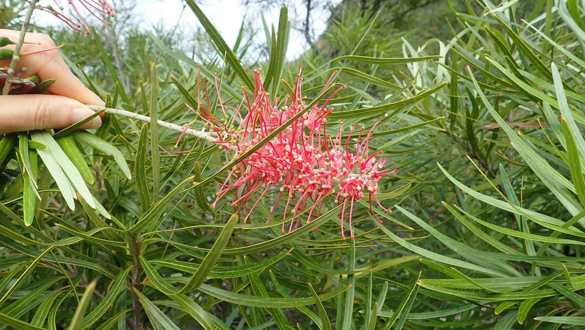 Grevillea deplanchei — search result for 'Grevillea'