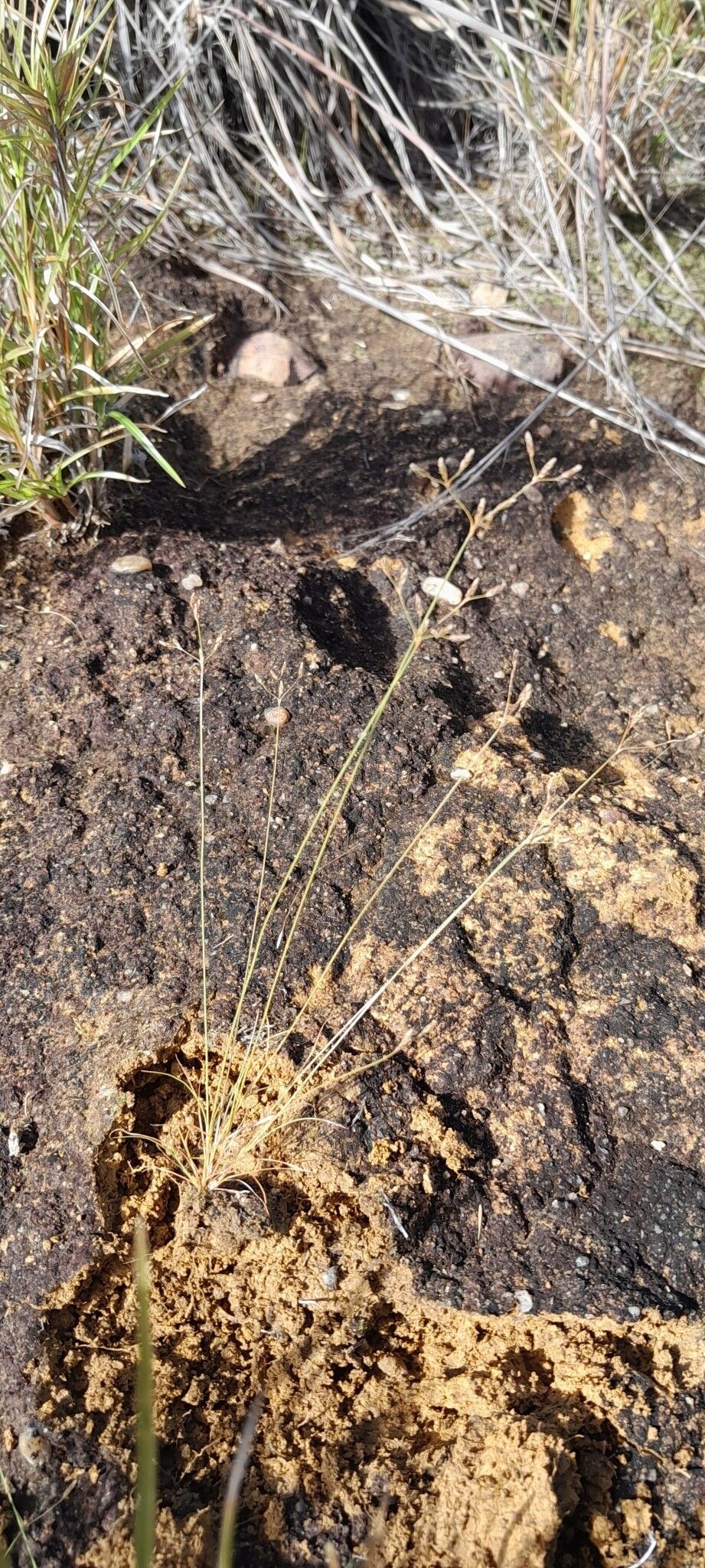 Bulbostylis micranthera — houseplant care guide