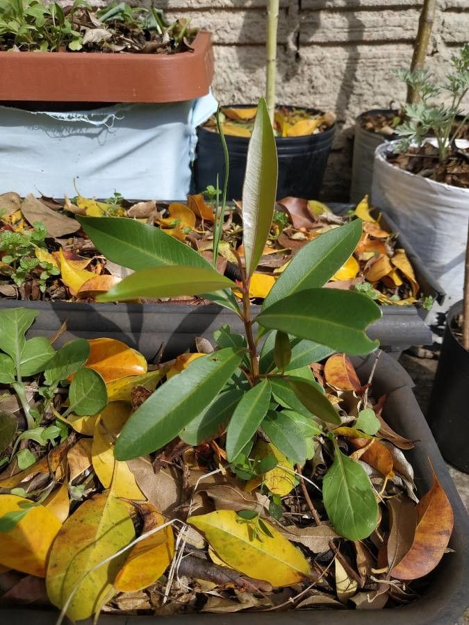 Acridocarpus austrocaledonicus habit