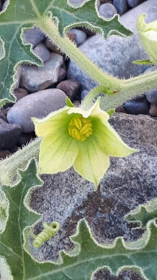 Citrullus colocynthis flower