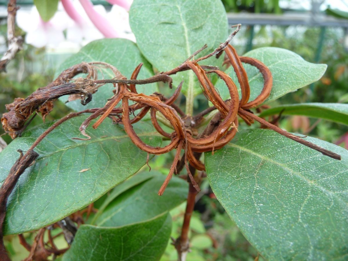 Rhododendron armitii fruit