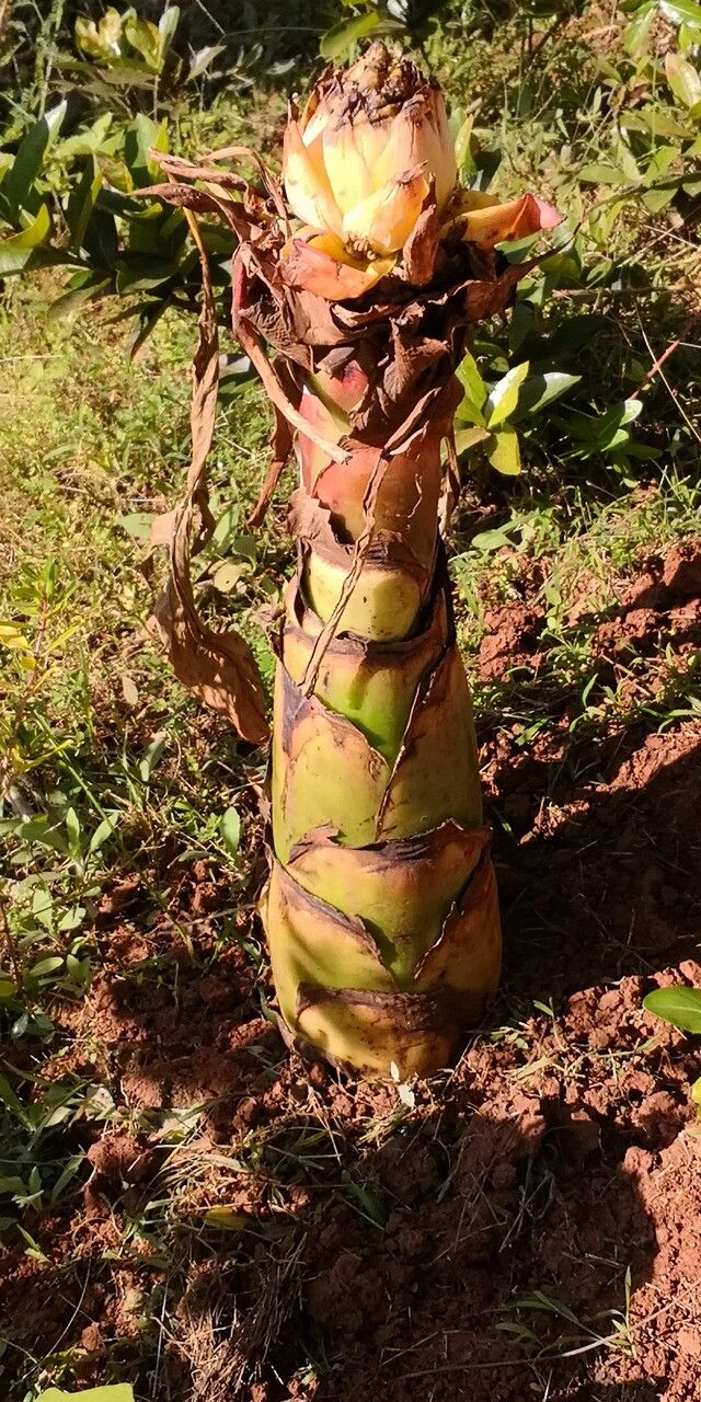 Ensete lasiocarpum bark