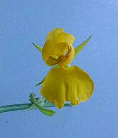 Chamaecrista glandulosa flower