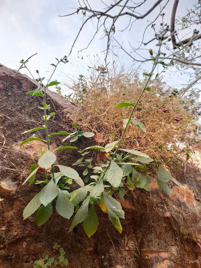 Blumea virens — houseplant care guide