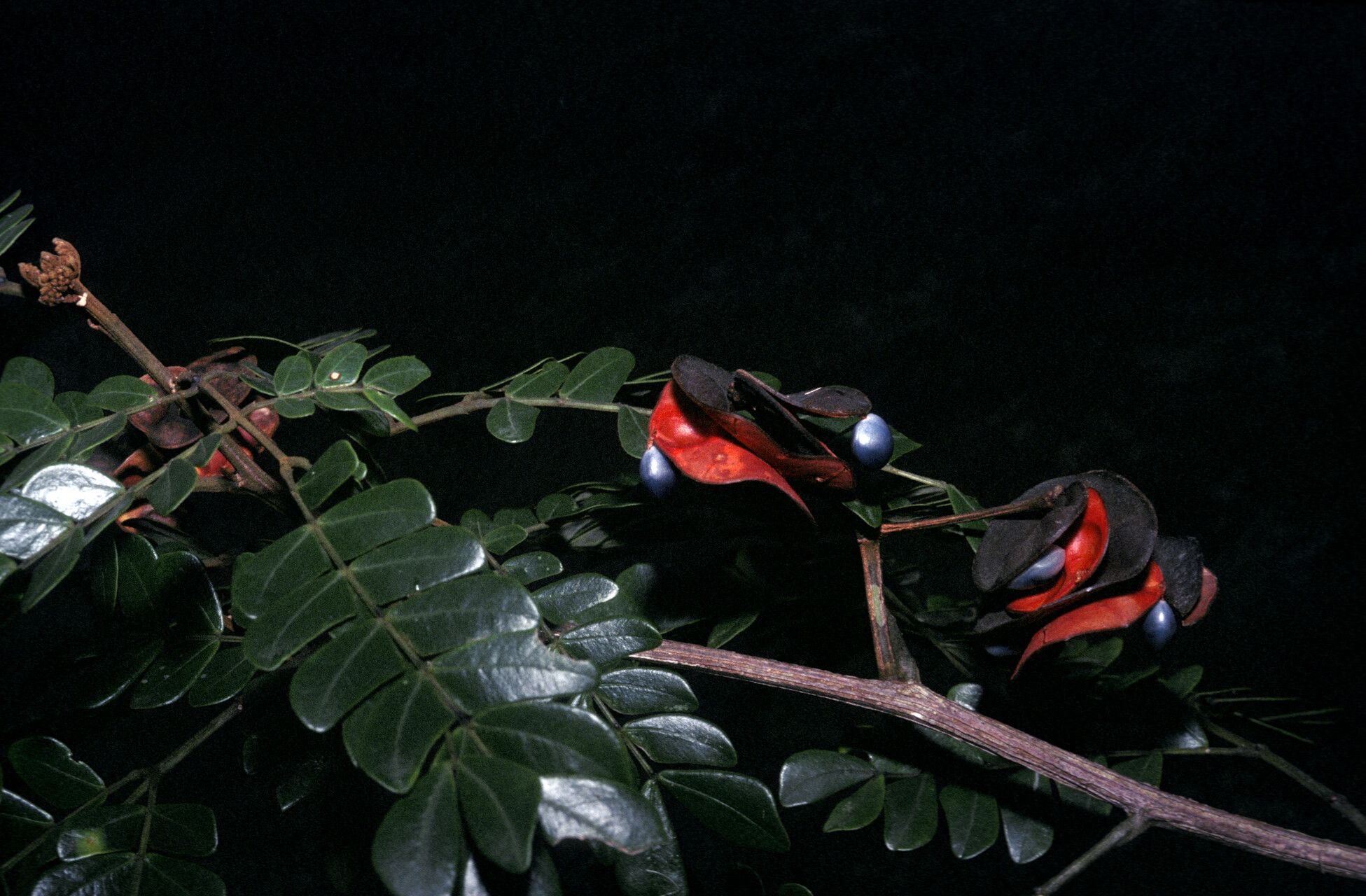 Jupunba trapezifolia fruit