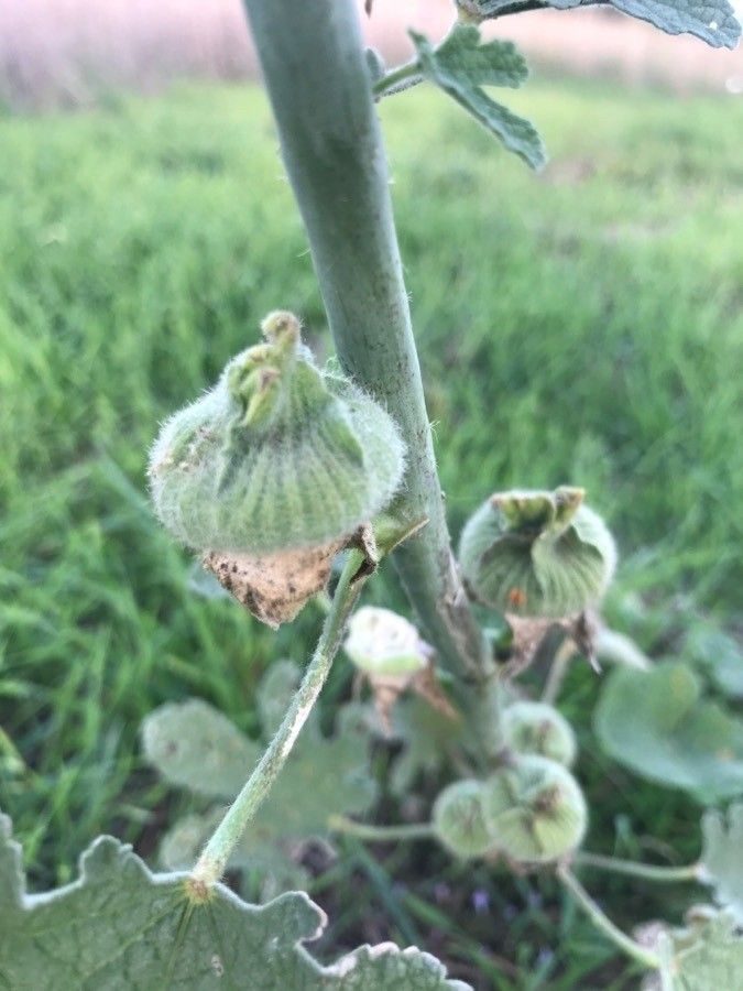 Alcea setosa fruit
