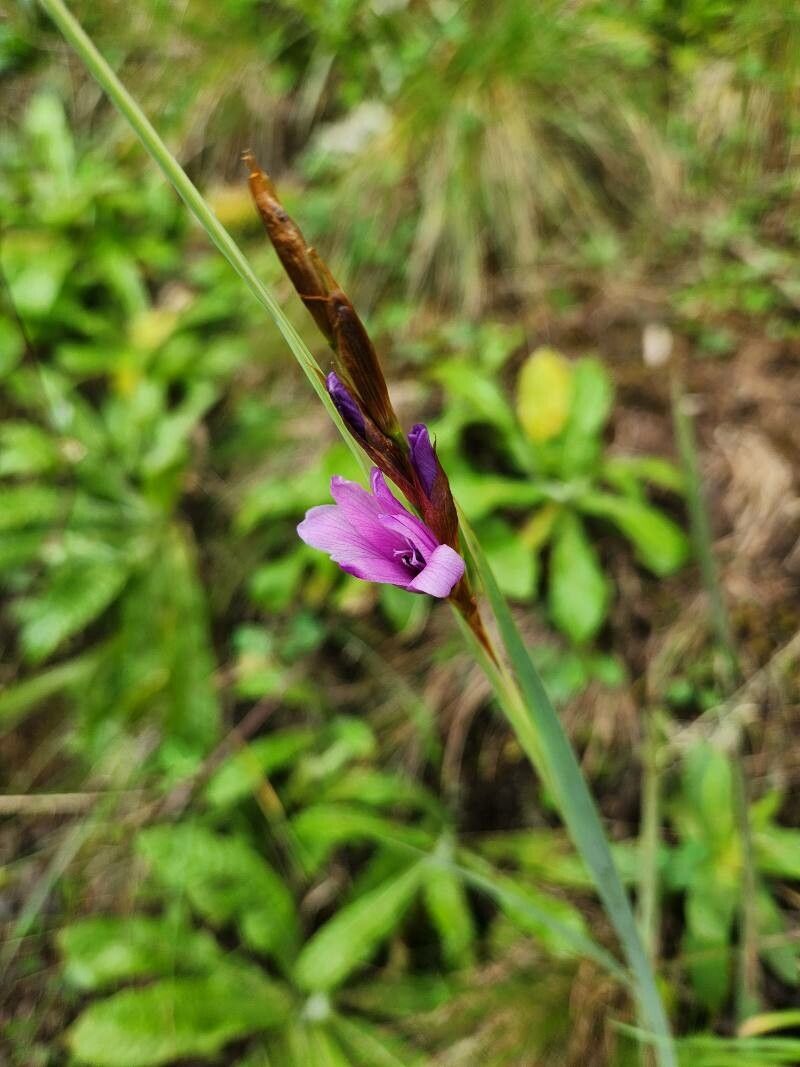 Romulea congoensis — search result for 'Romulea'