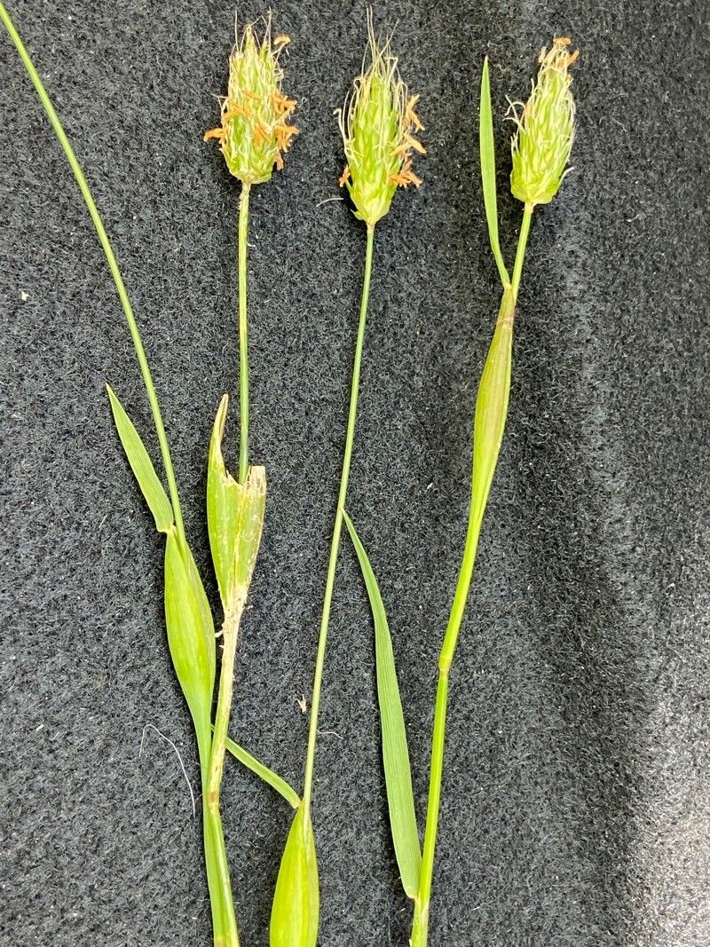 Alopecurus rendlei habit