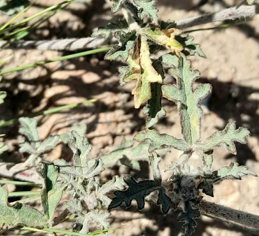 Sphaeralcea crispa — houseplant care guide