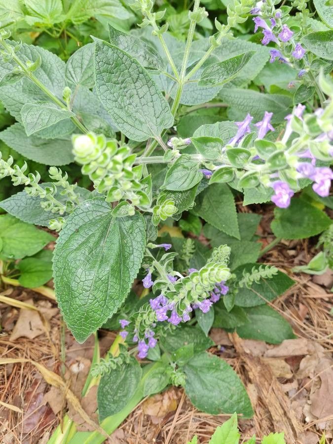 Scutellaria ovata leaf