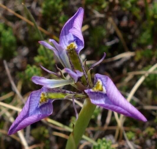 Moraea algoensis — related species from the same genus