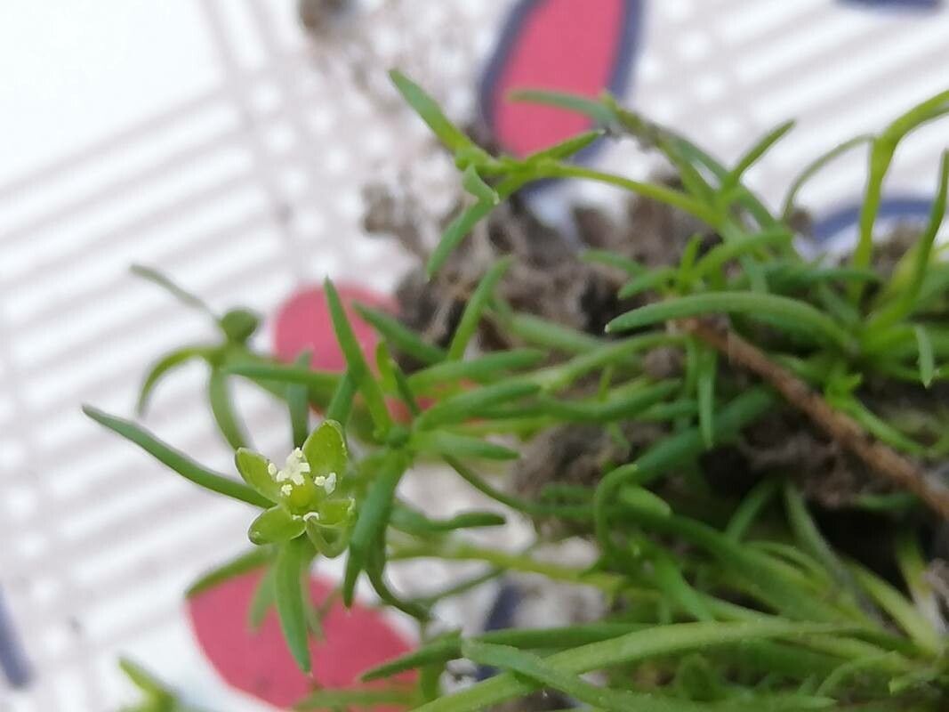 Sagina japonica — search result for 'Sagina'