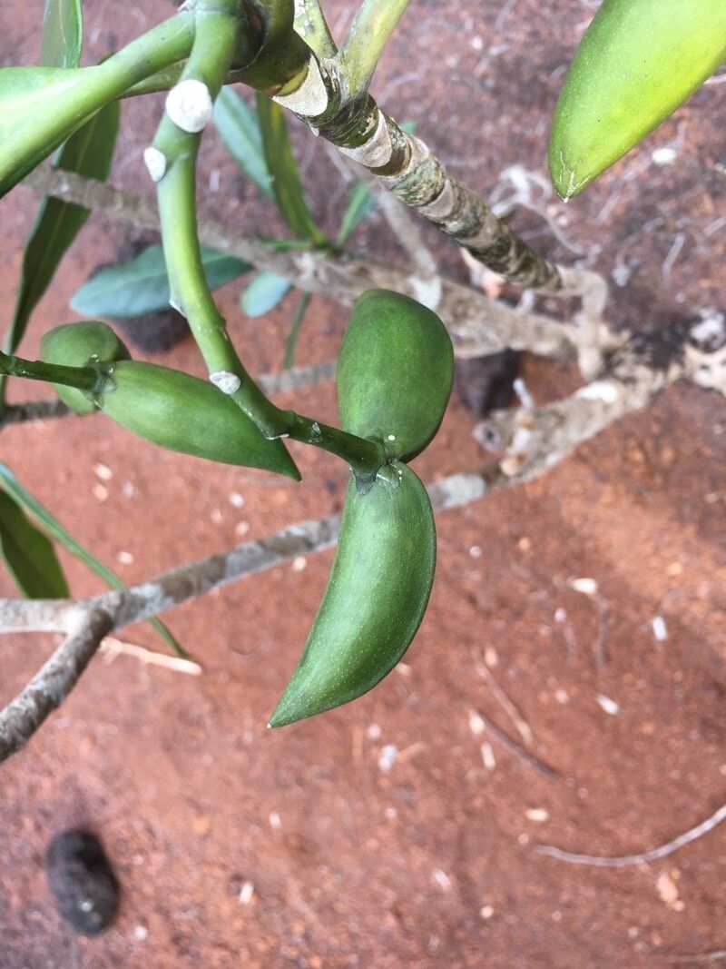 Tabernaemontana cerifera fruit
