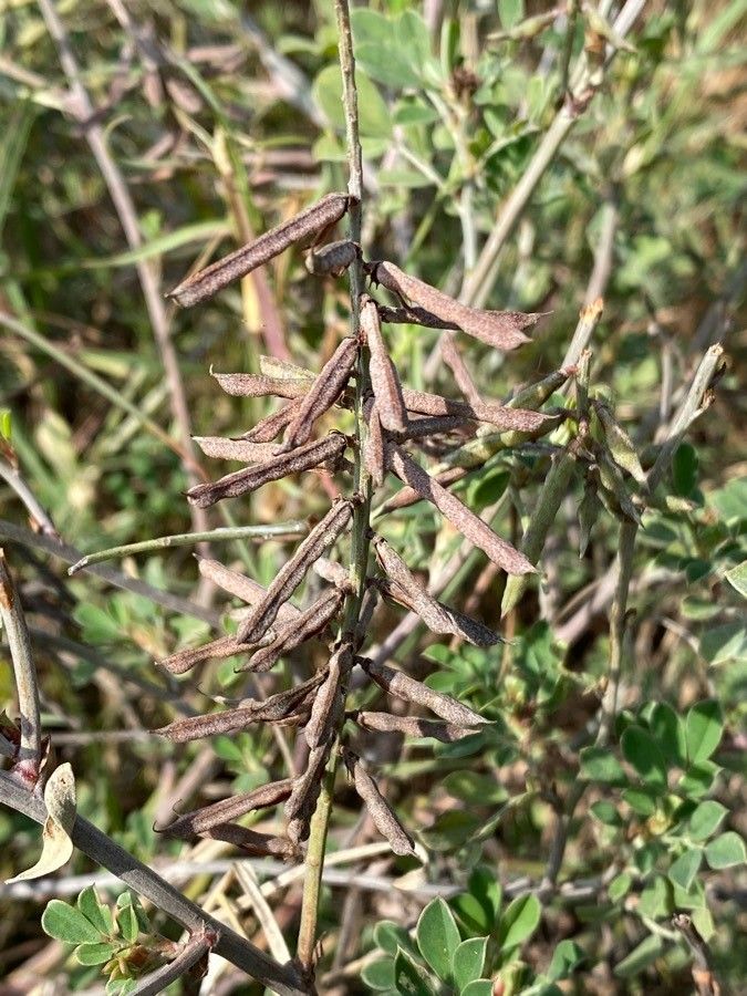 Indigofera volkensii fruit