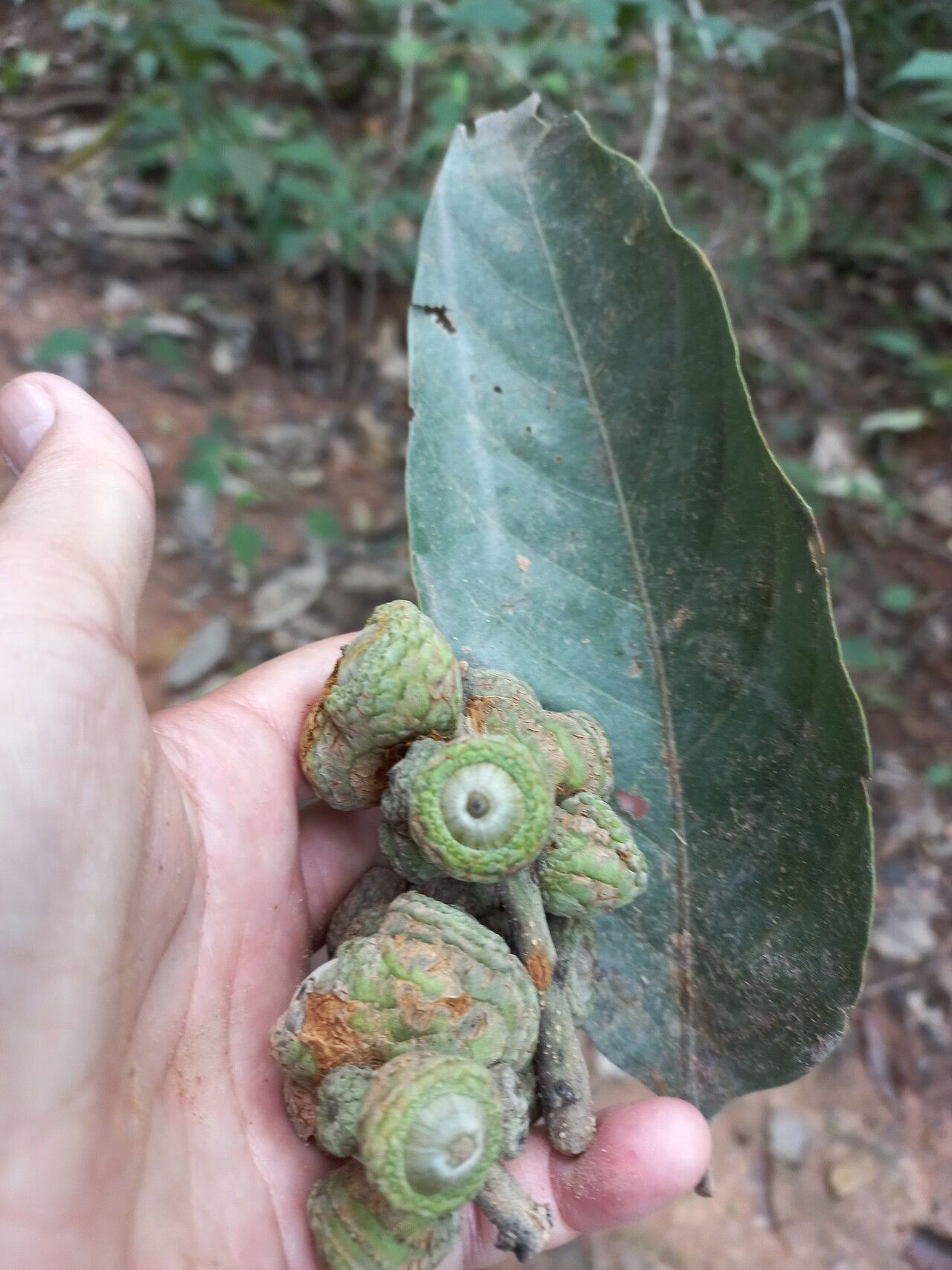 Lithocarpus truncatus fruit