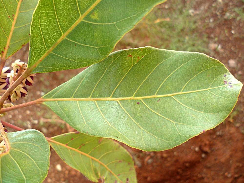 Elaeocarpus kaalensis — houseplant care guide