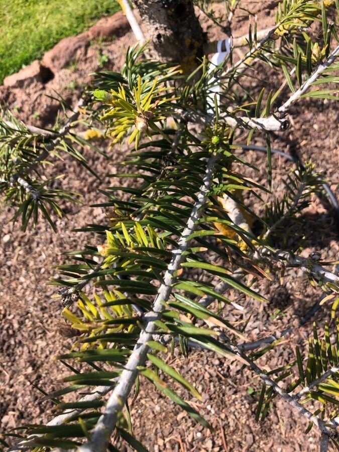Abies recurvata — search result for 'Pinaceae'