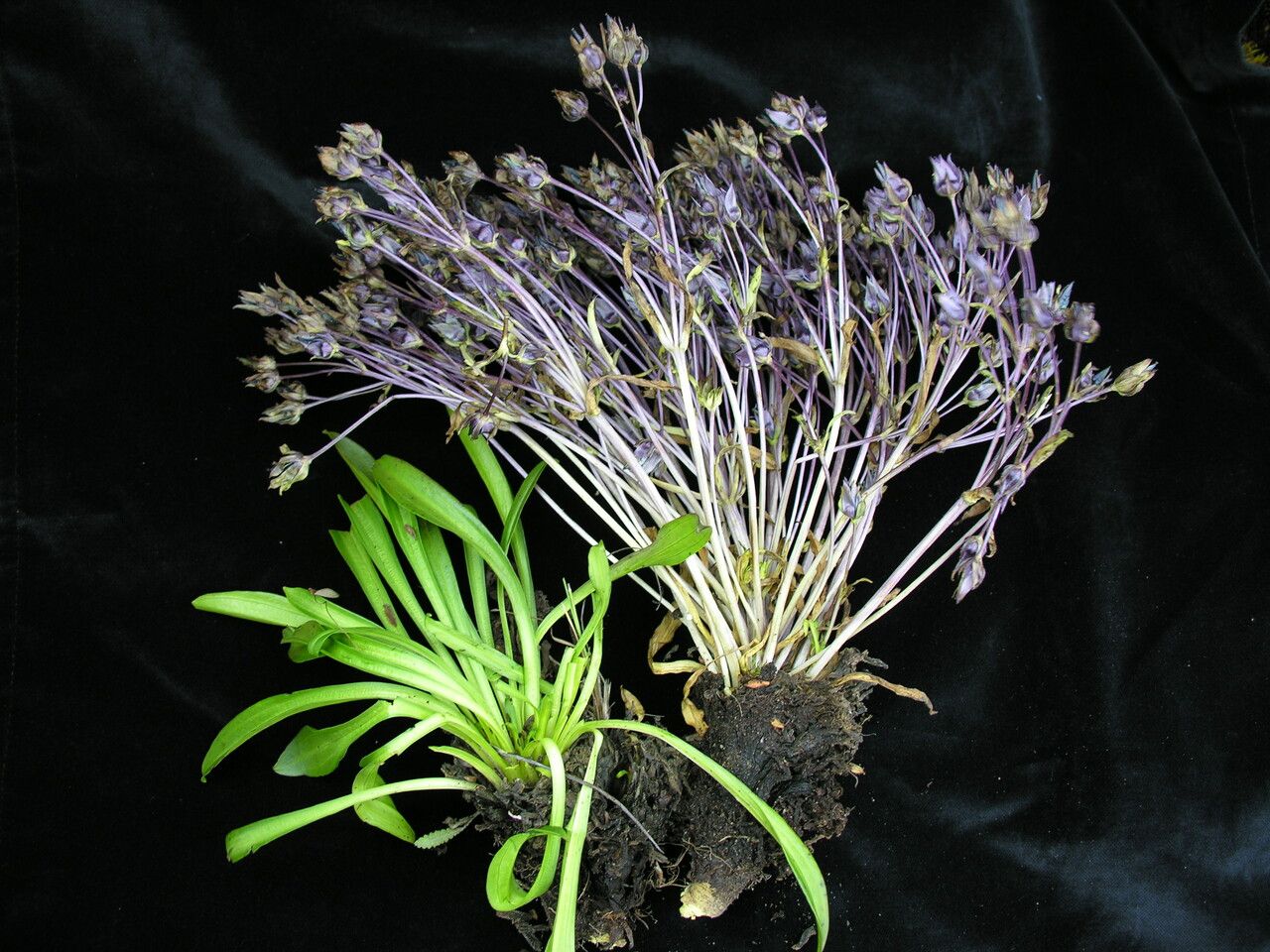 Swertia multicaulis habit