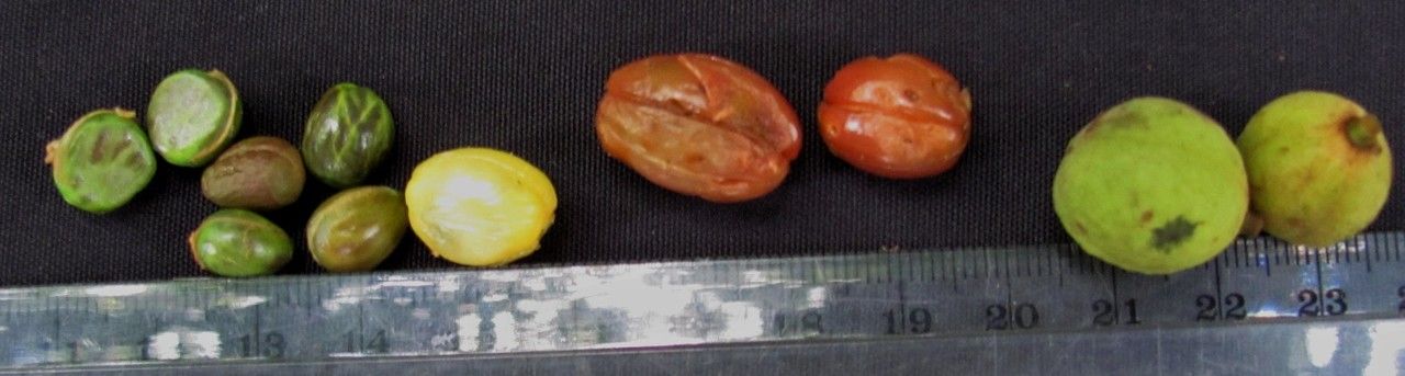 Trichilia pittieri fruit