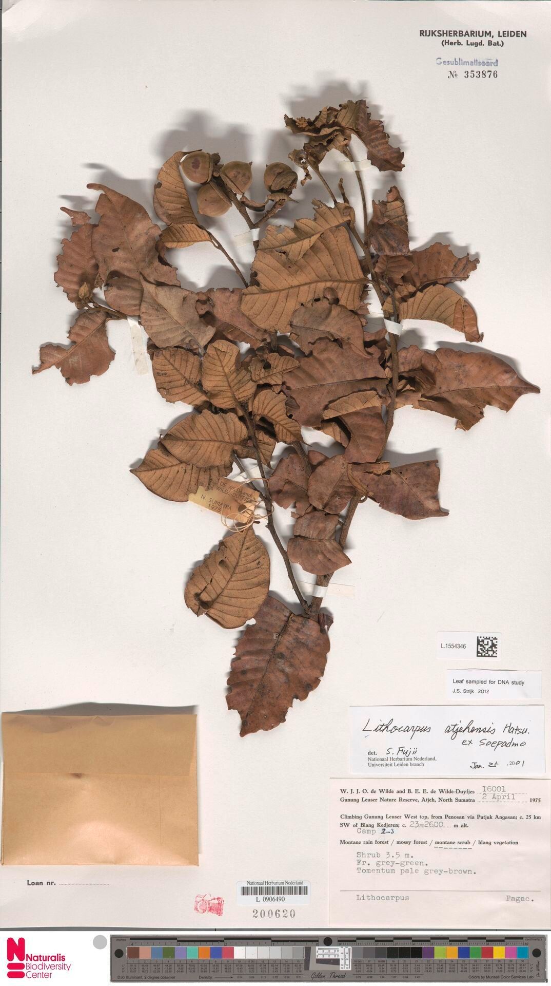 Lithocarpus atjehensis — search result for 'Lithocarpus'