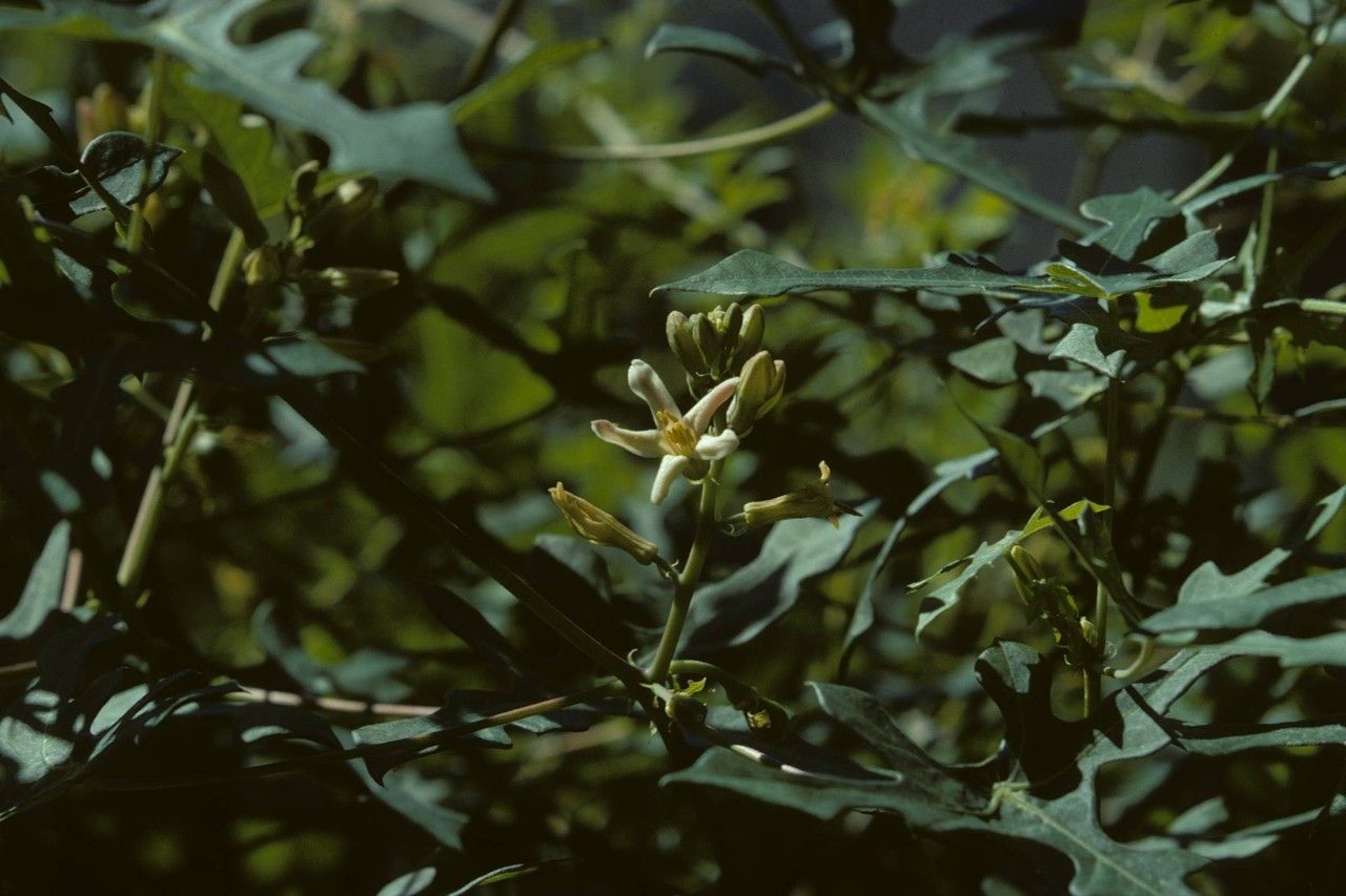 Manihot walkerae — houseplant care guide