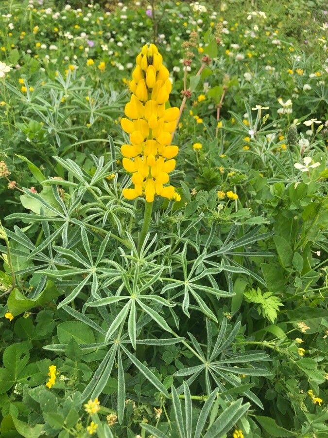 Lupinus luteus — search result for 'Lupinus'