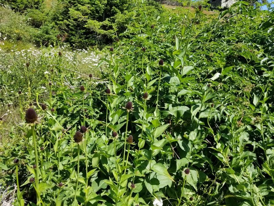 Rudbeckia occidentalis — houseplant care guide