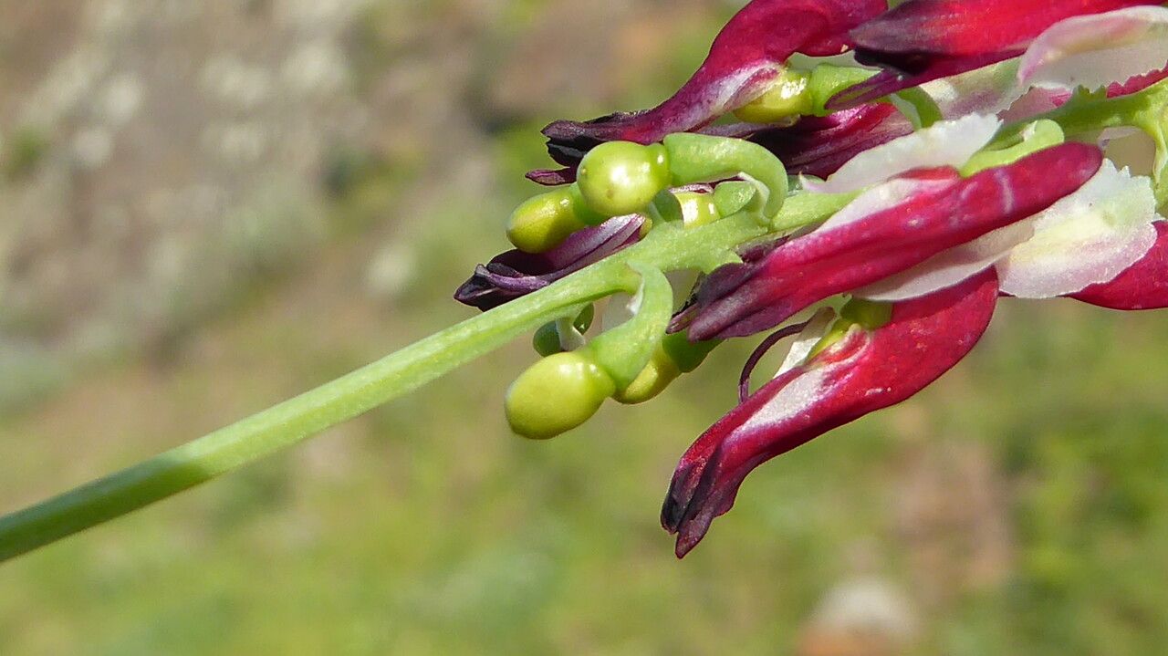Fumaria capreolata fruit