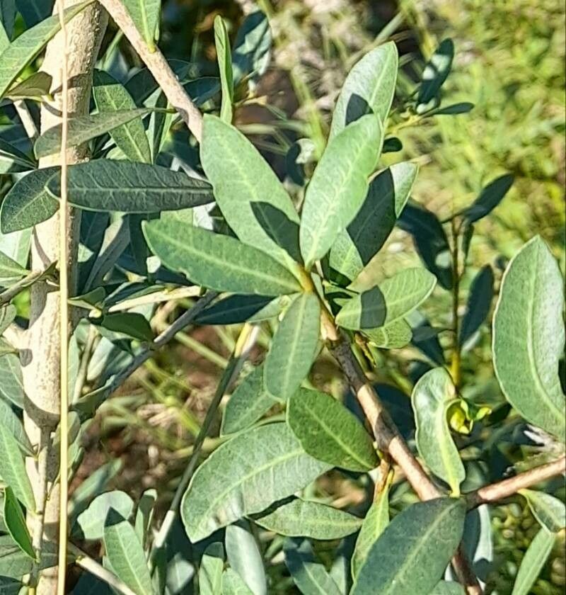 Schinus fasciculata — related species from the same genus