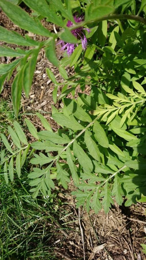 Centaurea fischeri leaf
