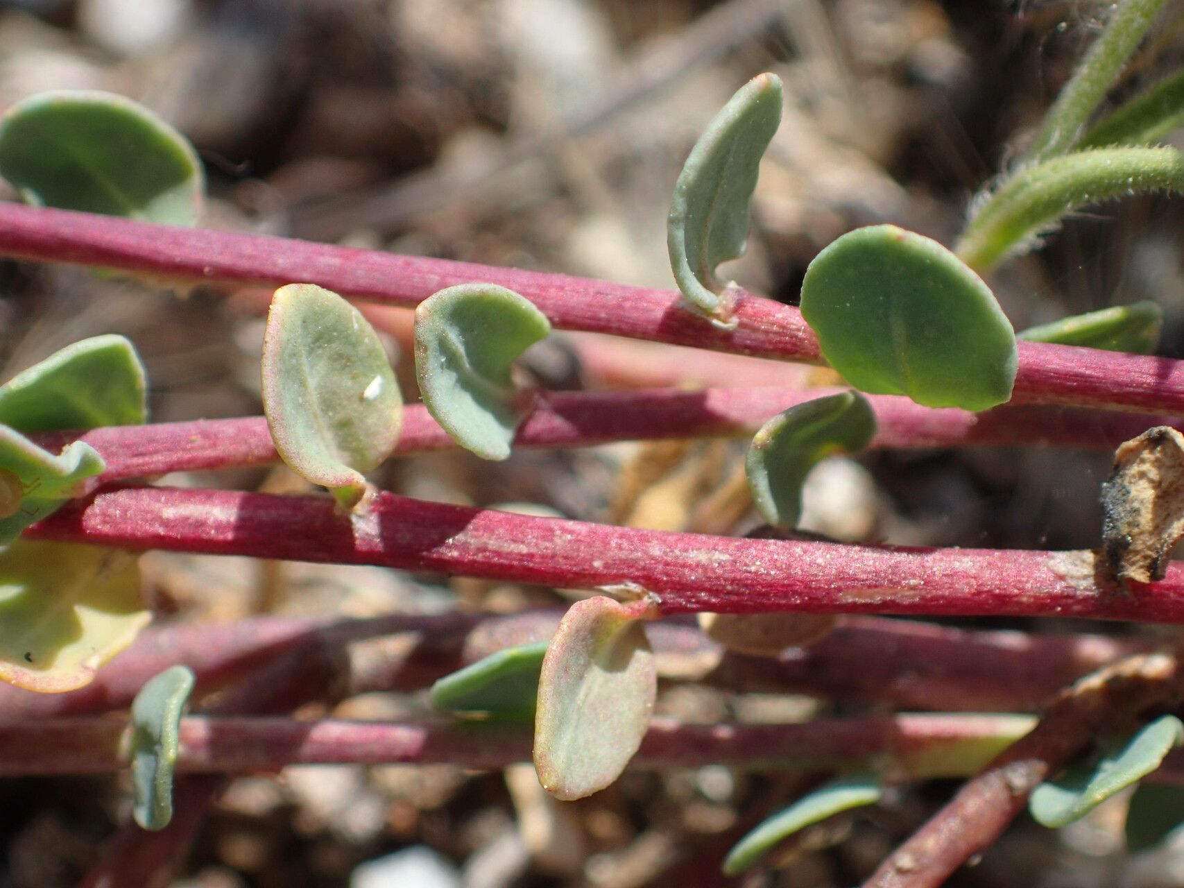 Corrigiola telephiifolia leaf