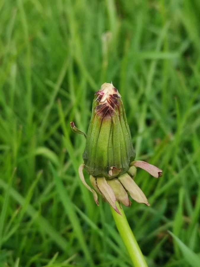 Taraxacum cucullatiforme fruit