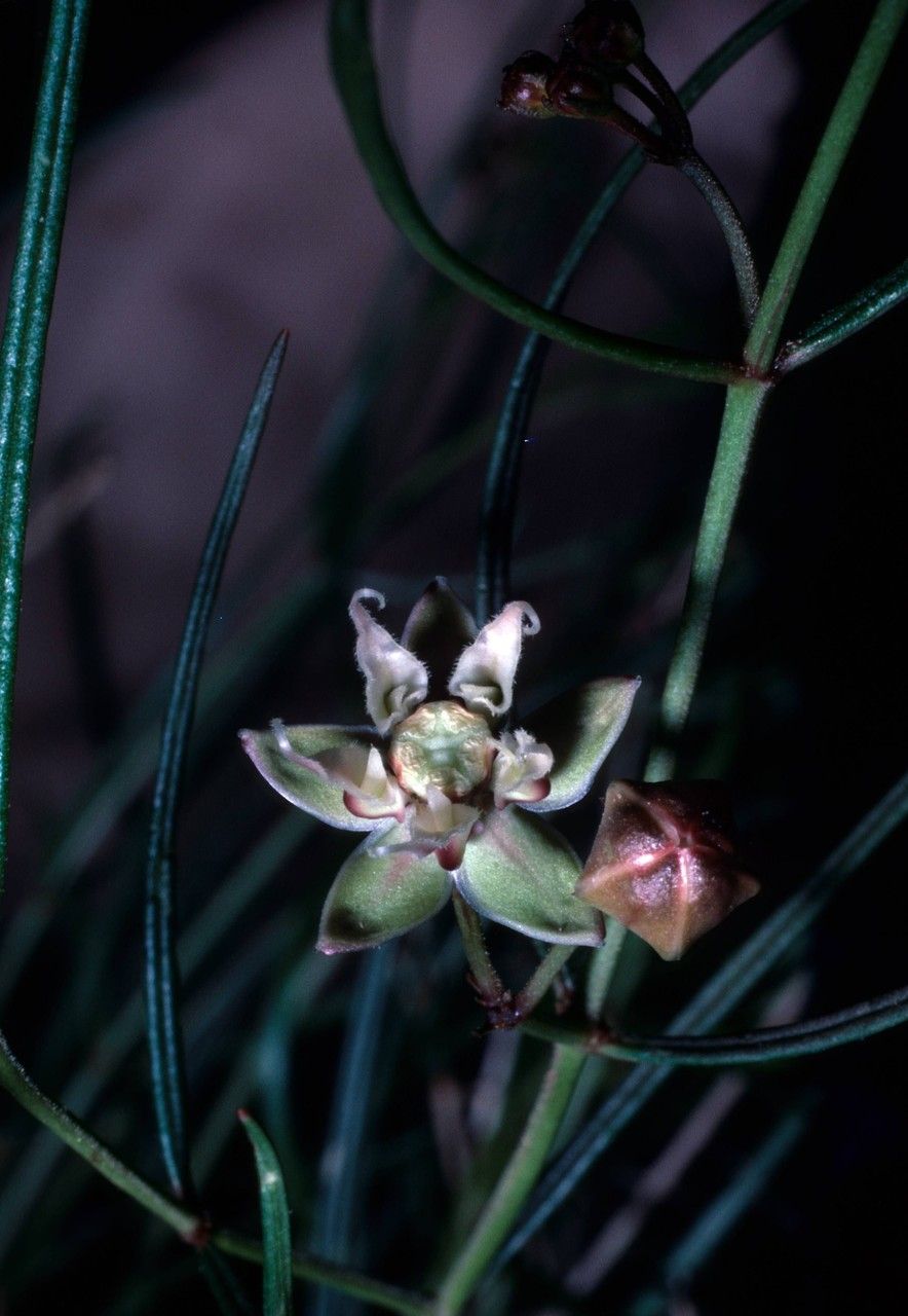 Asclepias macrotis flower
